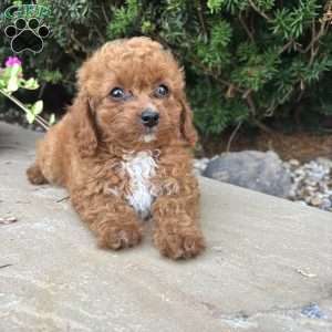 Bella, Toy Poodle Puppy