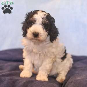Eden, Mini Bernedoodle Puppy