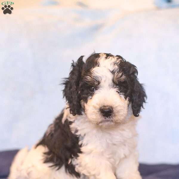Eden, Mini Bernedoodle Puppy