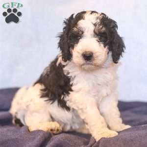 Eden, Mini Bernedoodle Puppy