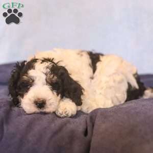 Eden, Mini Bernedoodle Puppy