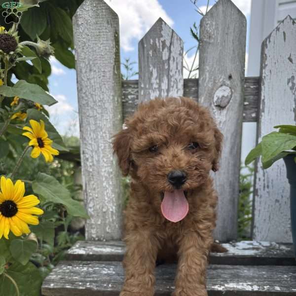 Jeremiah, Mini Goldendoodle Puppy