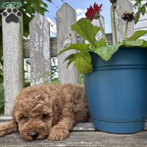 Cupcake, Mini Goldendoodle Puppy