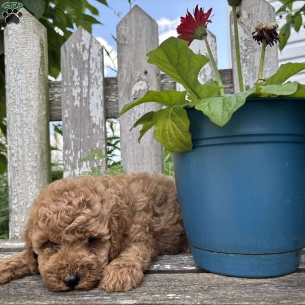 Cupcake, Mini Goldendoodle Puppy