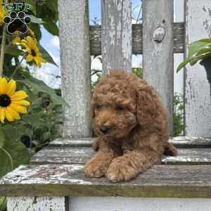 Josiah, Mini Goldendoodle Puppy