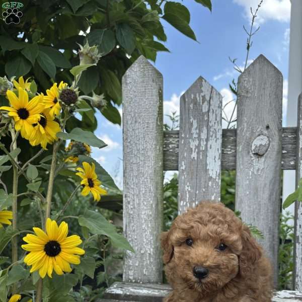 Josiah, Mini Goldendoodle Puppy
