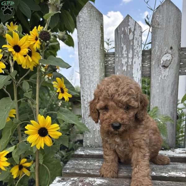 Cameron, Mini Goldendoodle Puppy
