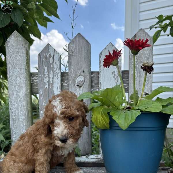 Carlos, Mini Goldendoodle Puppy