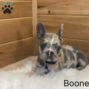 Boone, French Bulldog Puppy