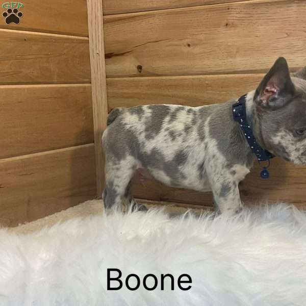Boone, French Bulldog Puppy