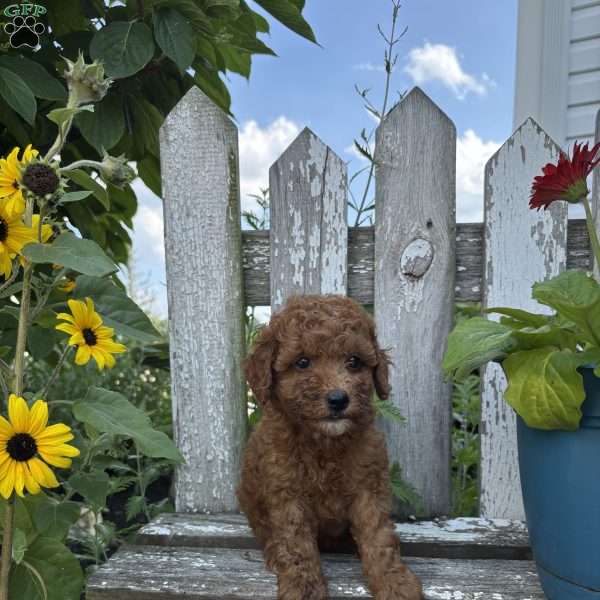 Carla, Mini Goldendoodle Puppy