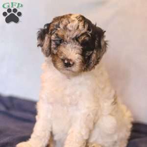 Emma, Mini Bernedoodle Puppy