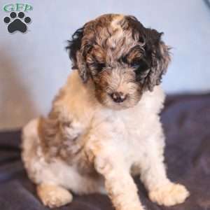 Emma, Mini Bernedoodle Puppy