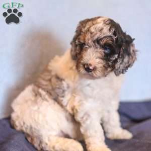 Emma, Mini Bernedoodle Puppy