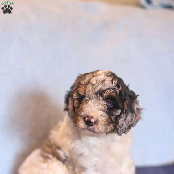 Emma, Mini Bernedoodle Puppy