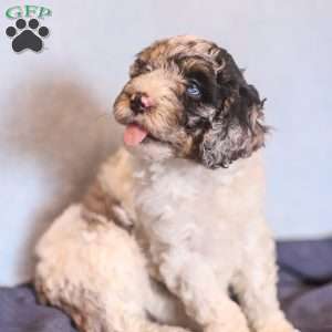 Emma, Mini Bernedoodle Puppy
