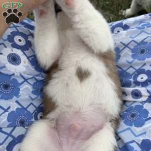 Tracker, Saint Bernard Puppy