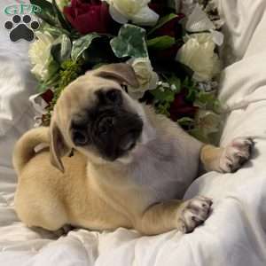 Luna, Jug Puppy