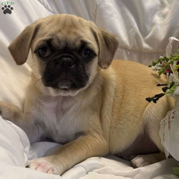 Luna, Jug Puppy