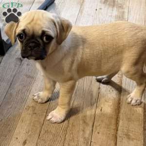 Luna, Jug Puppy