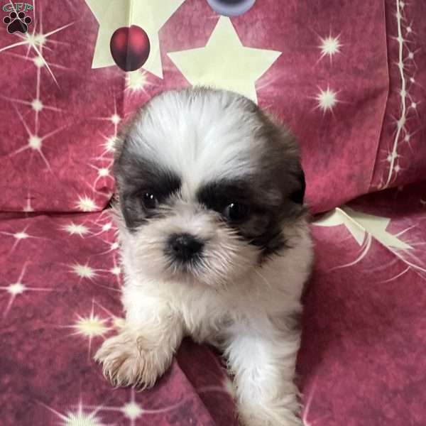 Jordan, Shih Tzu Puppy