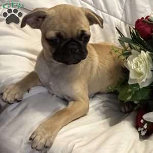 Lola, Jug Puppy