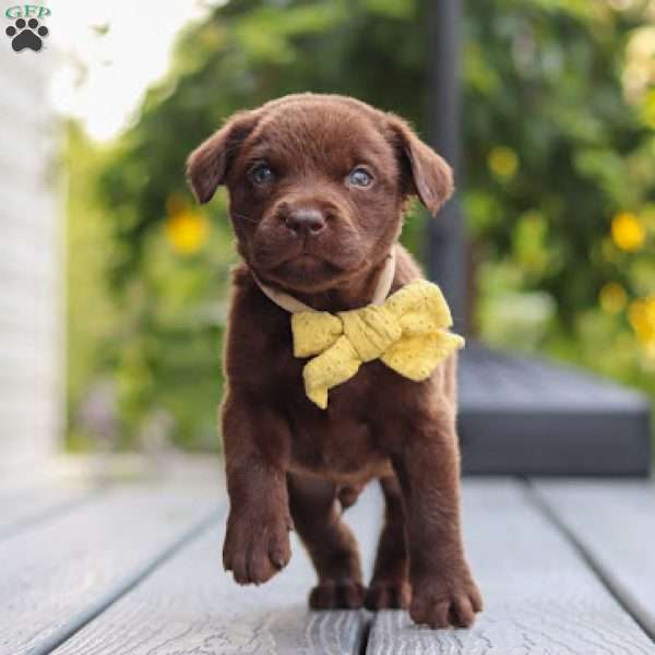 Indigo, Chocolate Labrador Retriever Puppy