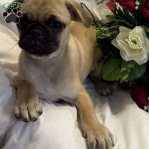 Lola, Jug Puppy