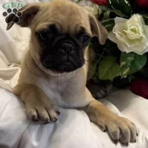 Lola, Jug Puppy