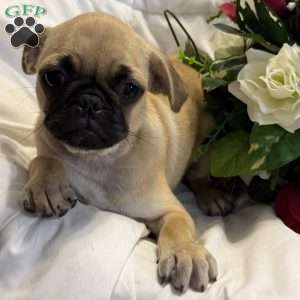 Lola, Jug Puppy