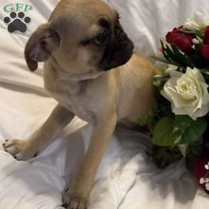 Lola, Jug Puppy