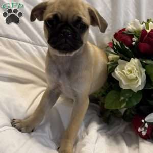 Lola, Jug Puppy