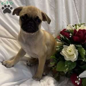 Lola, Jug Puppy