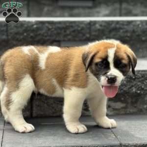 Tracker, Saint Bernard Puppy