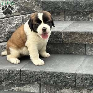 Liberty, Saint Bernard Puppy