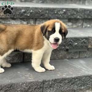 Rex, Saint Bernard Puppy