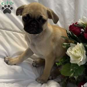 Lola, Jug Puppy