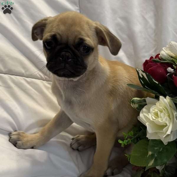 Lola, Jug Puppy