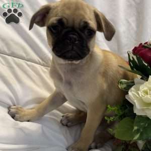Lola, Jug Puppy