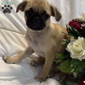 Lola, Jug Puppy