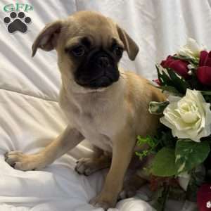 Lola, Jug Puppy