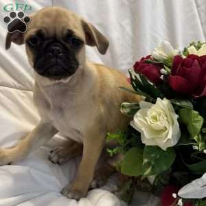 Lola, Jug Puppy