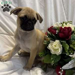 Lola, Jug Puppy