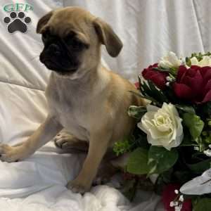 Lola, Jug Puppy