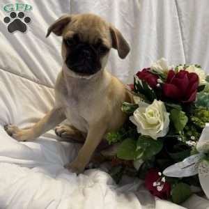 Lola, Jug Puppy