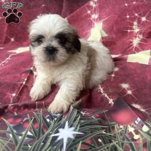 Johnny, Shih Tzu Puppy