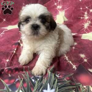 Johnny, Shih Tzu Puppy