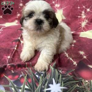Johnny, Shih Tzu Puppy