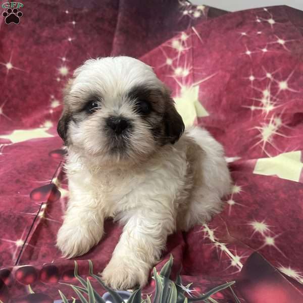 Johnny, Shih Tzu Puppy