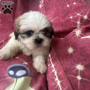 Johnny, Shih Tzu Puppy